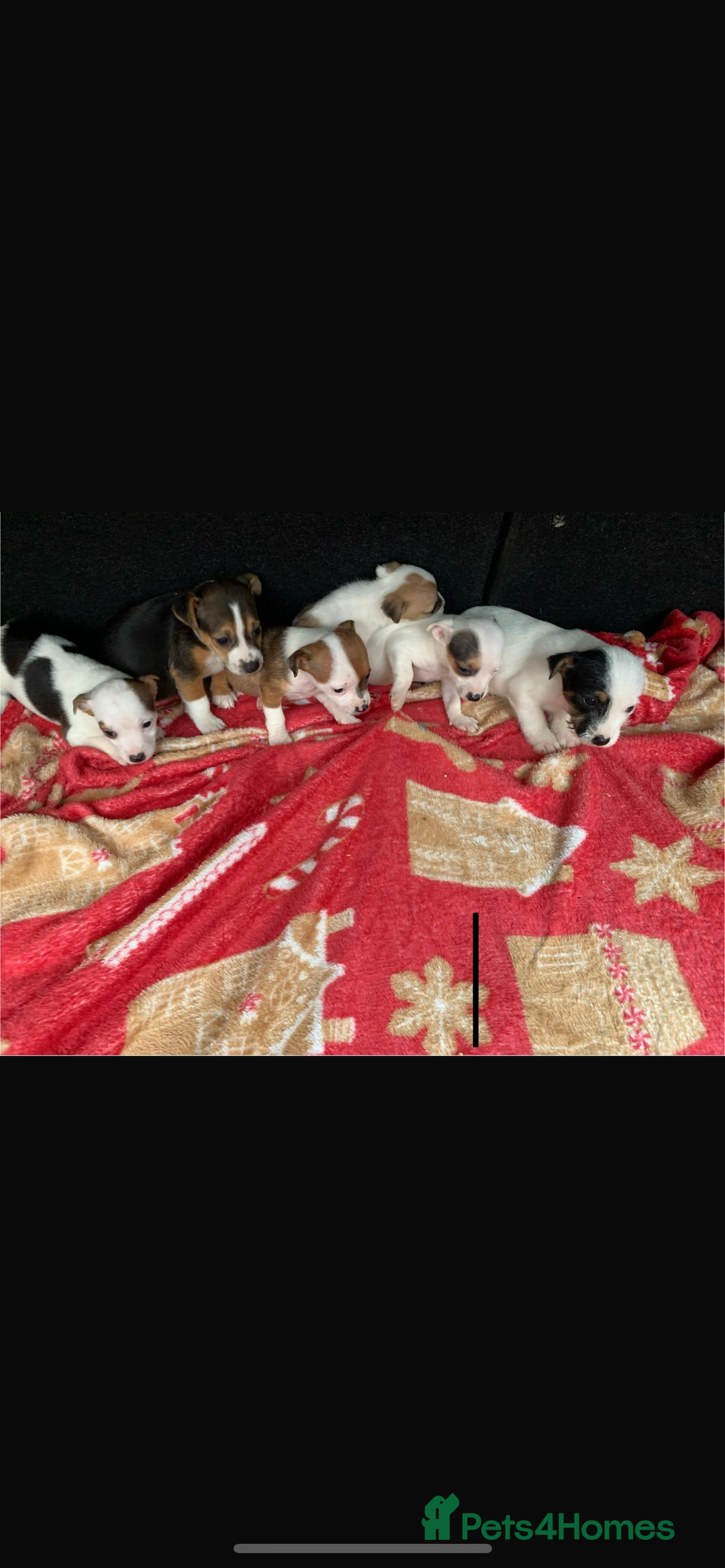 Jack Russell dogs for sale: Jack Russel  - Advert 8