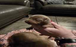 Dachshund dogs for sale: Mini daschund puppies - Image 10