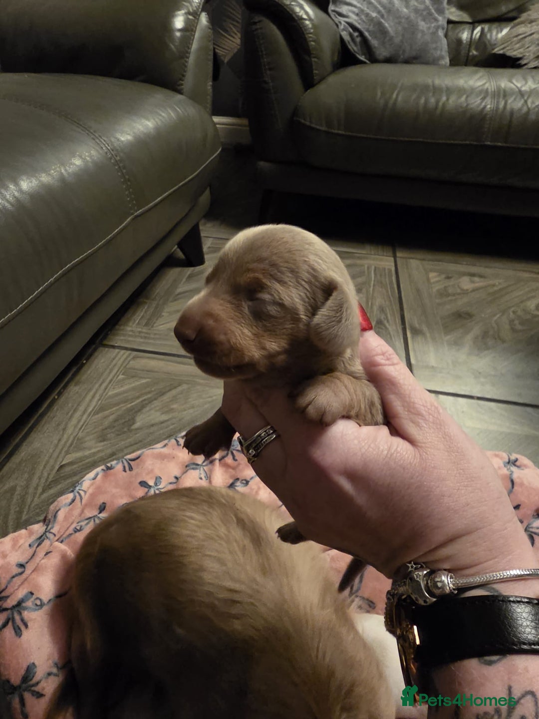 Dachshund dogs for sale: Mini daschund puppies - Image 10