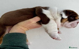 English Bulldog dogs for sale: Beautiful English bulldog puppies  - Advert 20