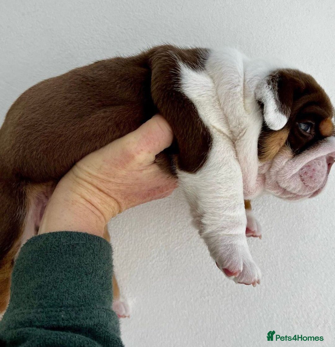 English Bulldog dogs for sale: Beautiful English bulldog puppies  - Advert 20