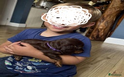Miniature Dachshund dogs for sale: long and shorthaired chocolate. Both parents KCd - Image 16