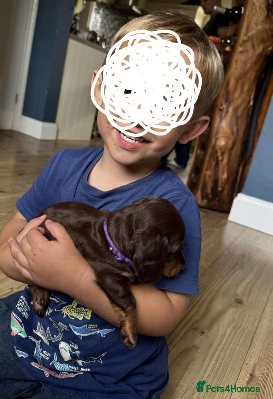Miniature Dachshund dogs for sale: long and shorthaired chocolate. Both parents KCd - Image 16
