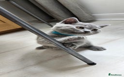 British Shorthair cats for sale: British Blue Shorthair - Image 17