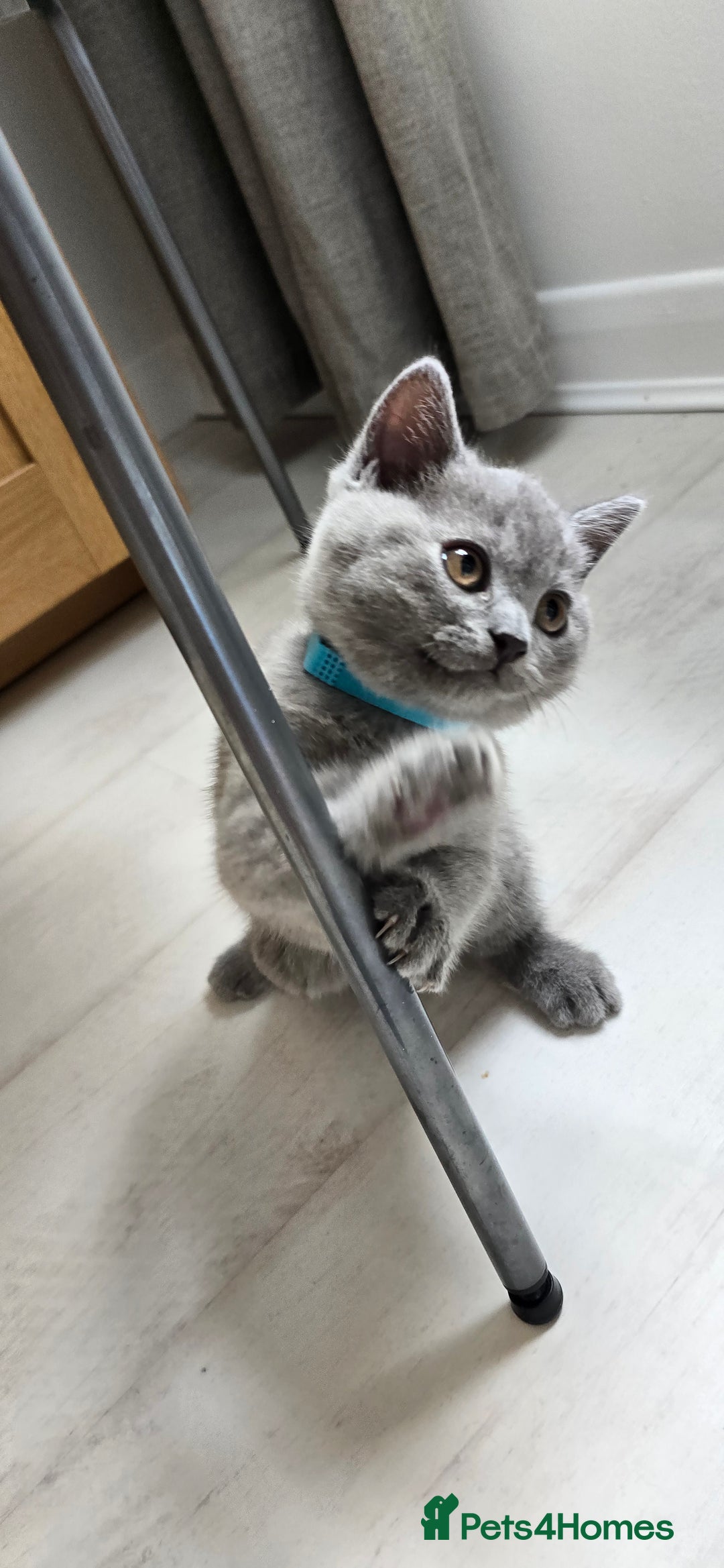 British Shorthair cats for sale: British Blue Shorthair - Image 17