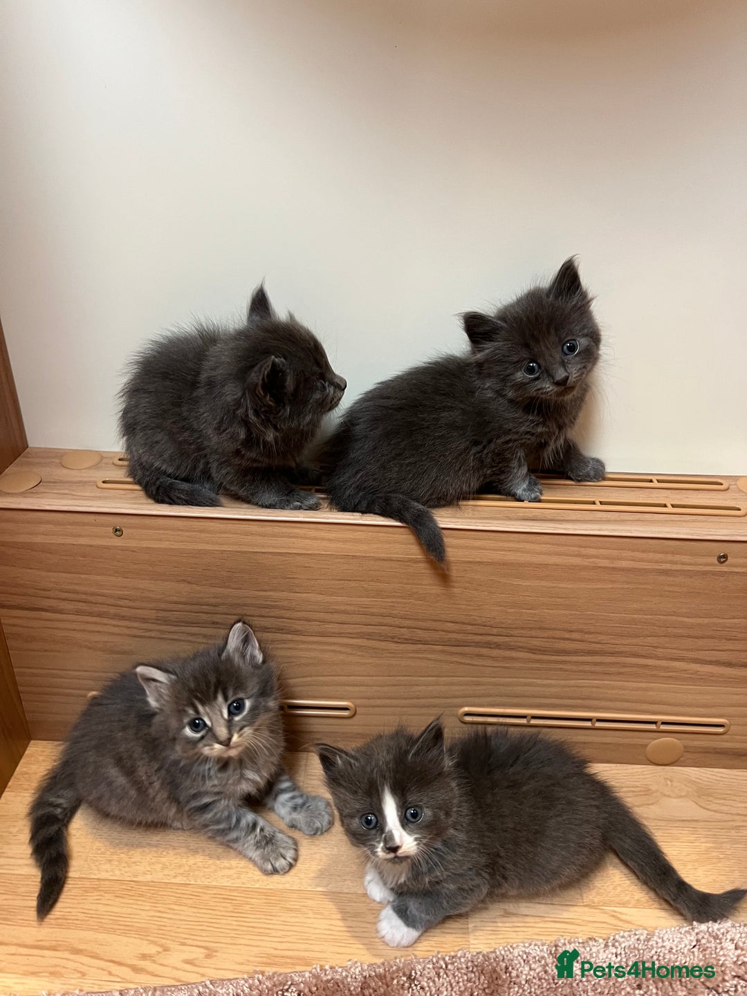 Ragdoll cats for sale: Ragdoll kittens - Image 7