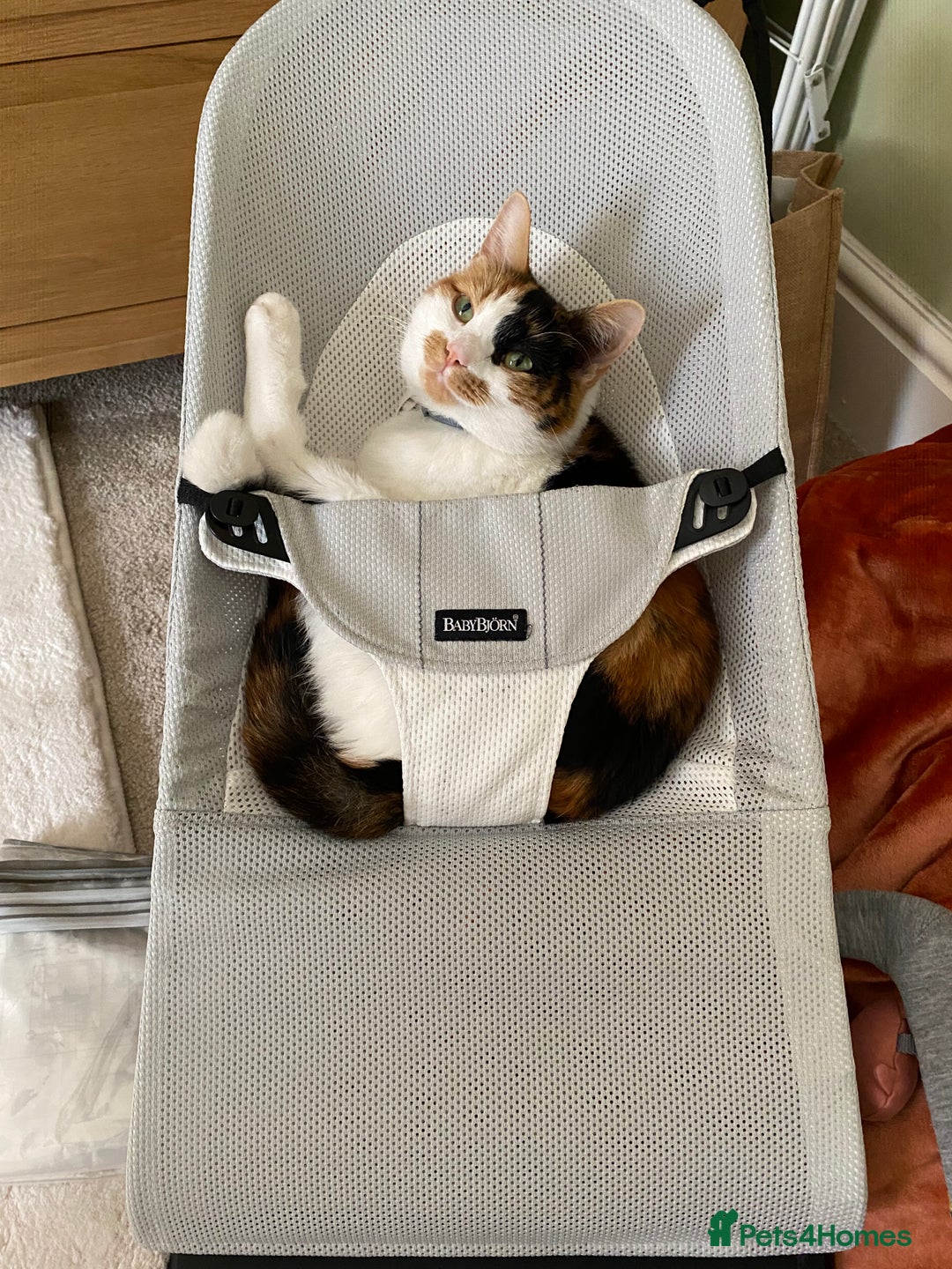 Mixed Breed cats for sale: mixed breed - turtle shell female 2 yrs old - Advert 2