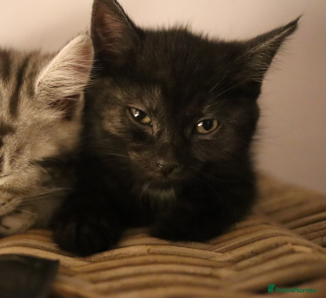 Domestic Shorthair cats for sale: Four beautiful kittens remaining - Advert 12