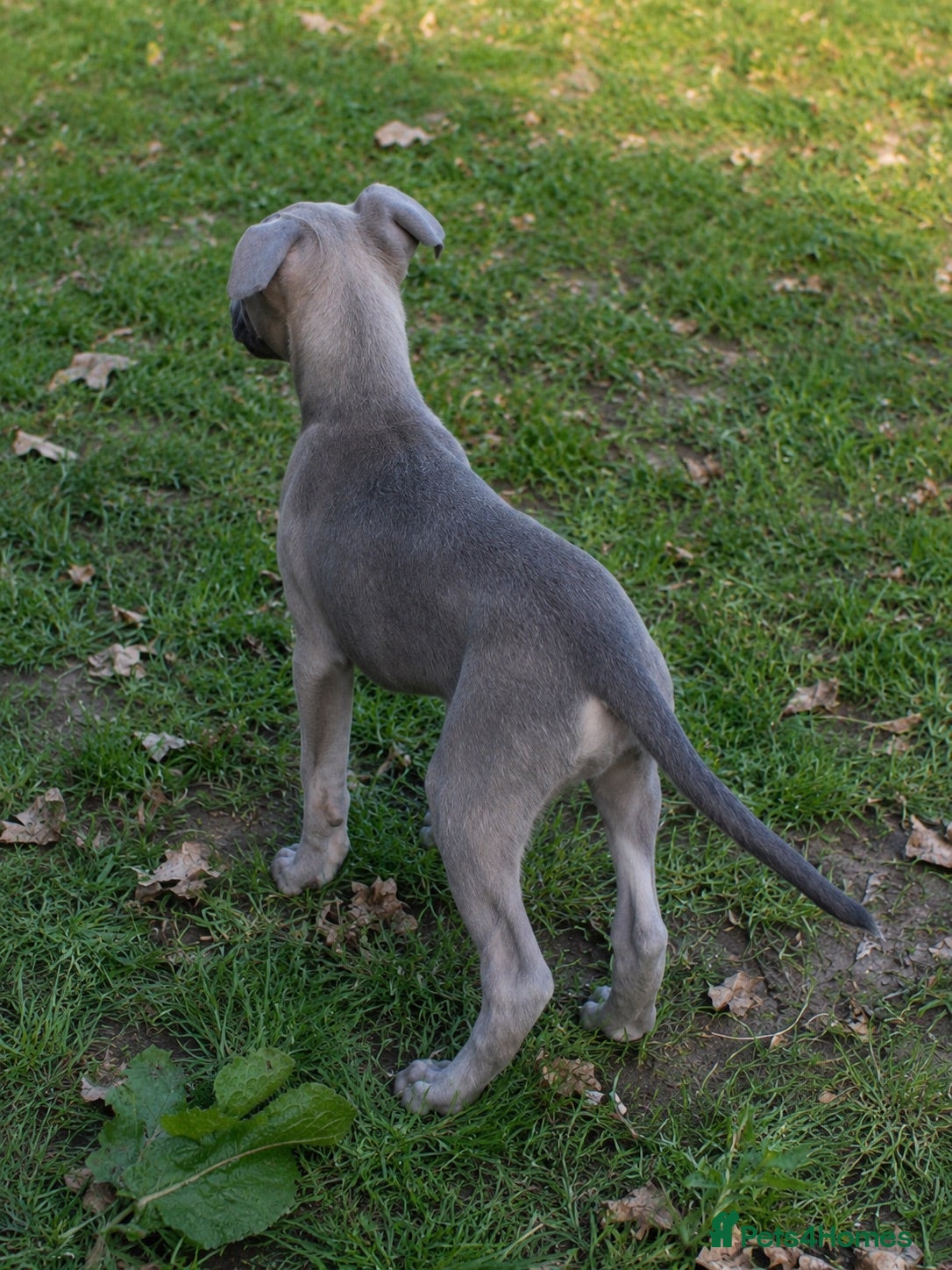 Whippet dogs Whippet Puppies for sale  - Advert 4