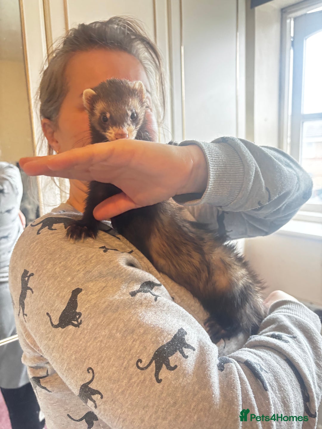 Ferret rodents for sale: Two male ferrets + cage etc - Advert 5