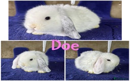Mini Lop rabbits for sale: Pure breed mini lop  - Image 7