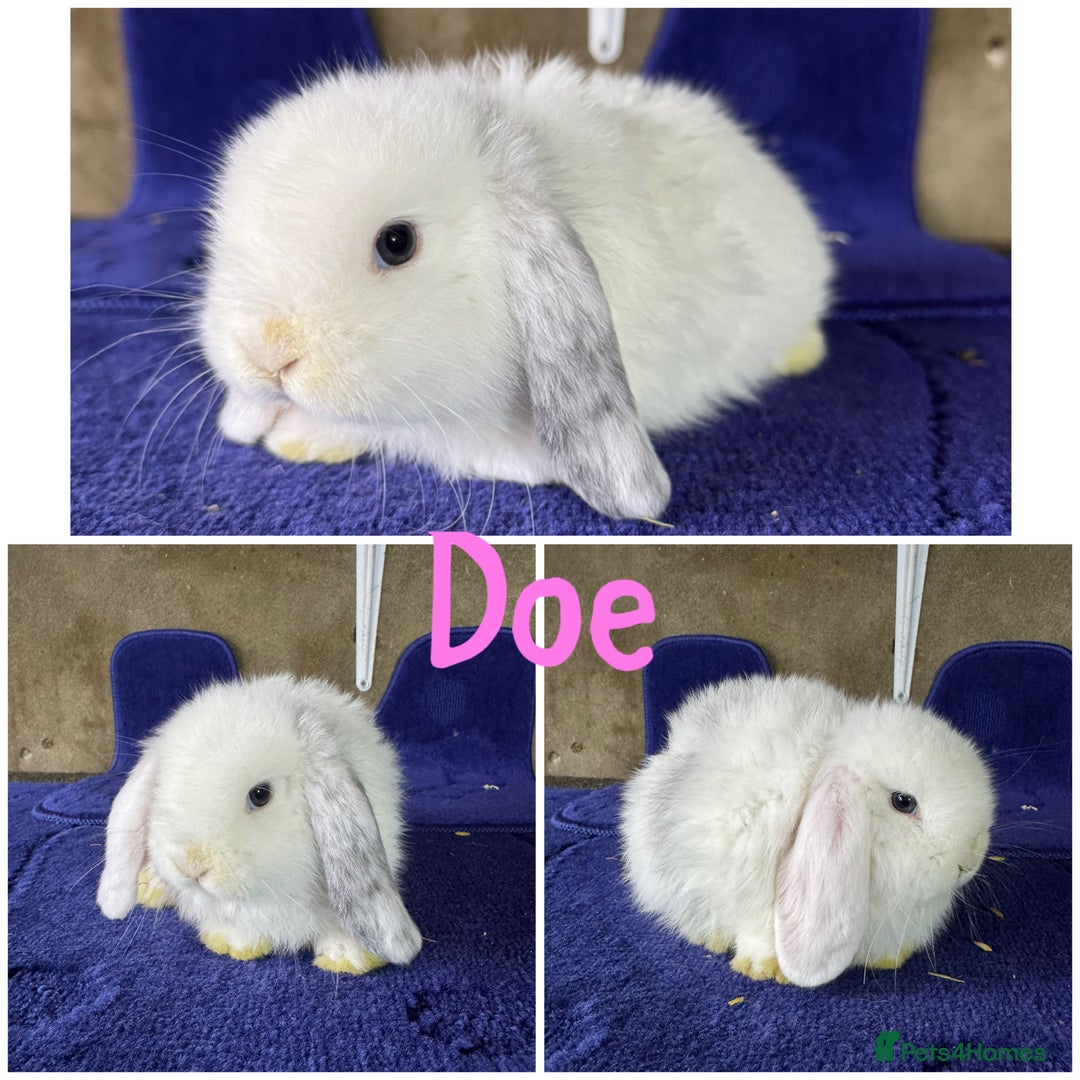 Mini Lop rabbits for sale: Pure breed mini lop  - Image 7