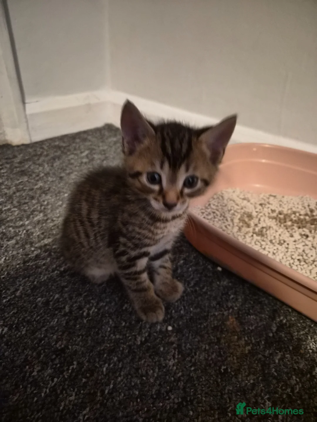 Mixed Breed cats for sale: Little kitten  - Advert 2