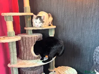Domestic Shorthair cats Meet Falcon - Advert 2