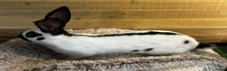 Continental Giant rabbits for sale: Giant Papillon Boy - Advert 5