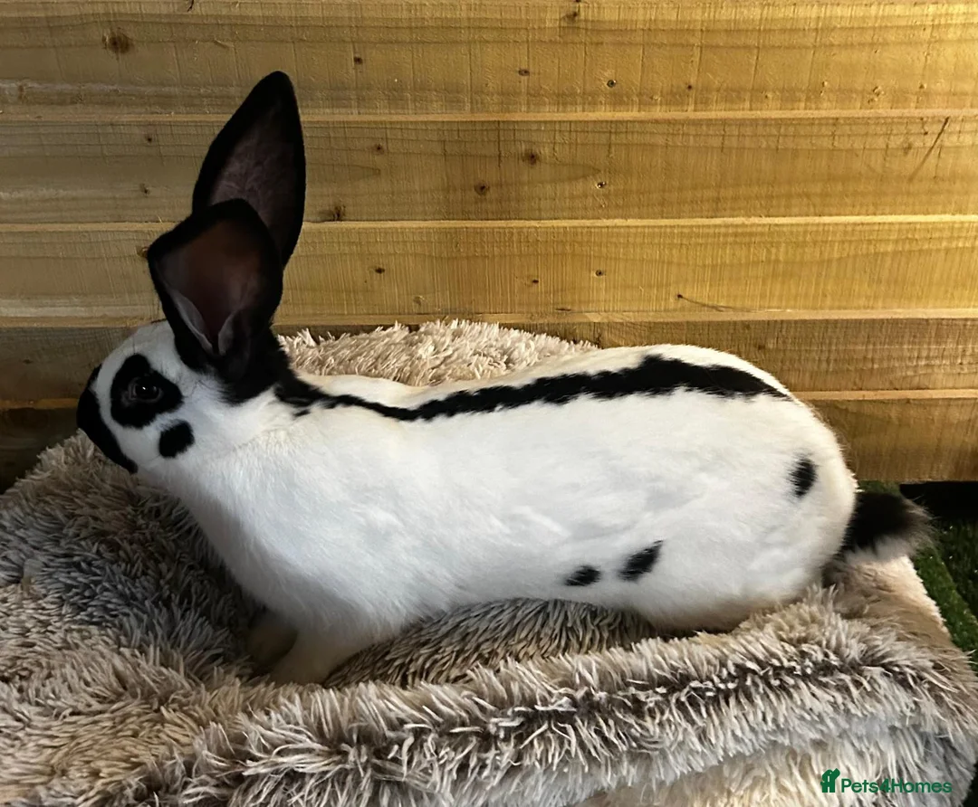 Continental Giant rabbits for sale: Giant Papillon Boy - Advert 5