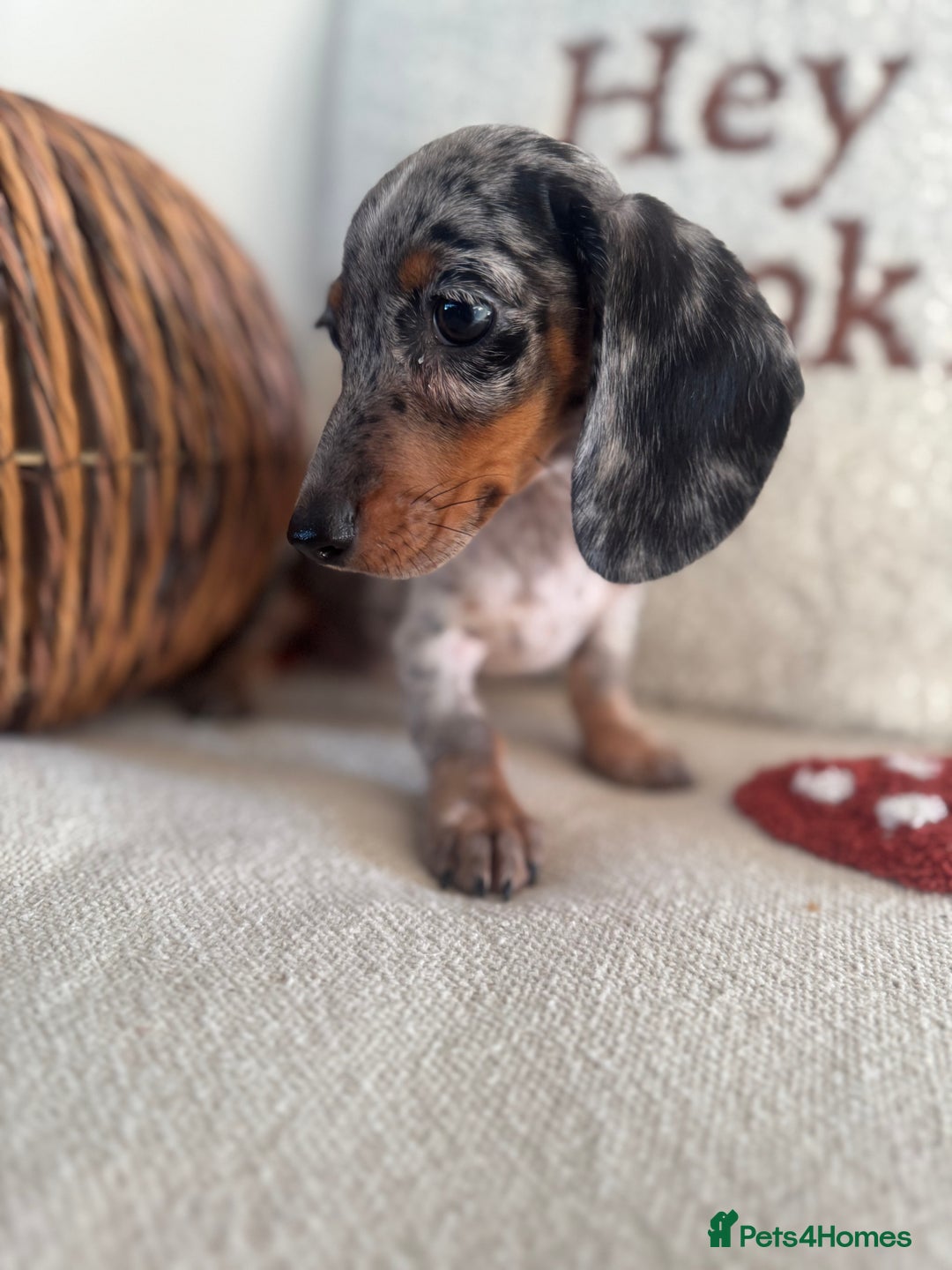 Miniature Dachshund dogs for sale: Miniature smooth dachshund puppies ready now - Image 11