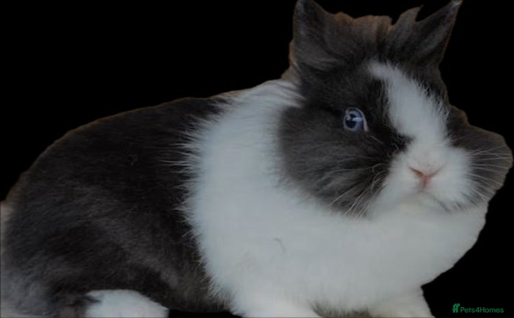 Lionhead rabbits - Advert 2