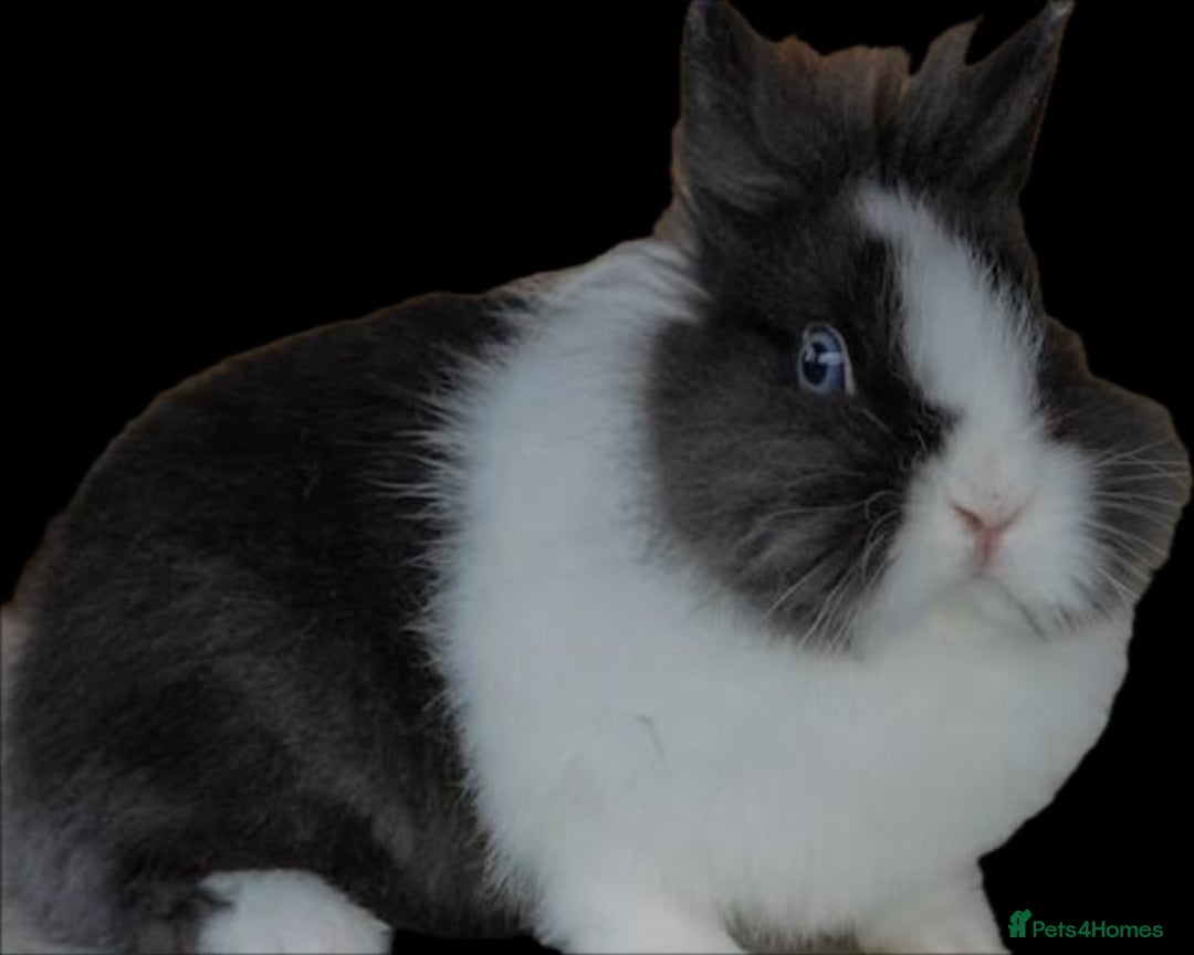 Lionhead rabbits for sale: Lion head - Image 1