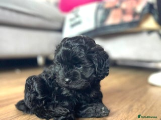 Shihpoo dogs - Advert 12