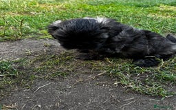 Shih Tzu dogs for sale: Shih tzu puppies looking for a forever home. - Image 26