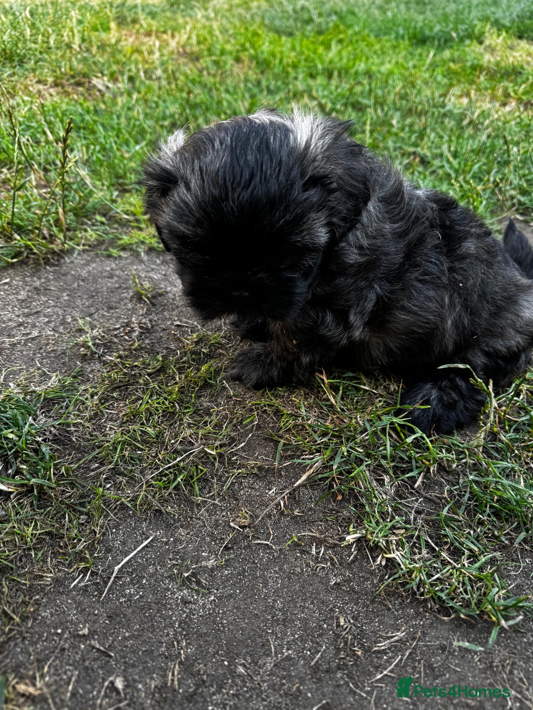 Shih Tzu dogs for sale: Shih tzu puppies looking for a forever home. - Image 26