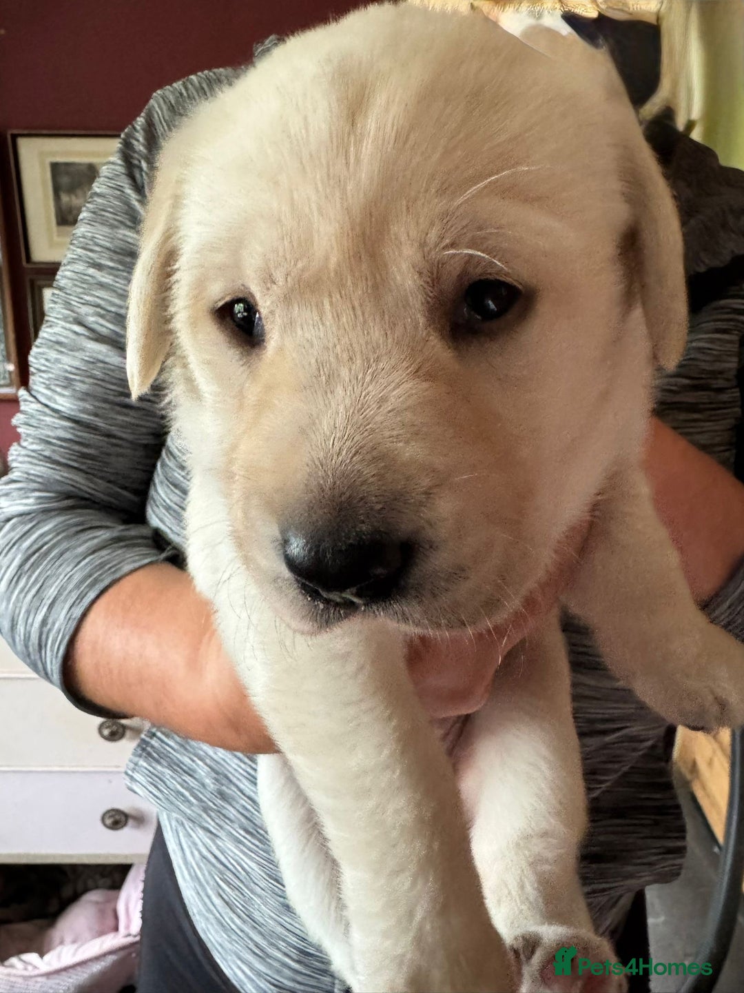 Labrador Retriever dogs for sale: Fabulous KC registered labradors - Image 14