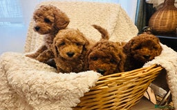 Toy Poodle dogs for sale: 🤎Toy poodles🤎 - Image 24