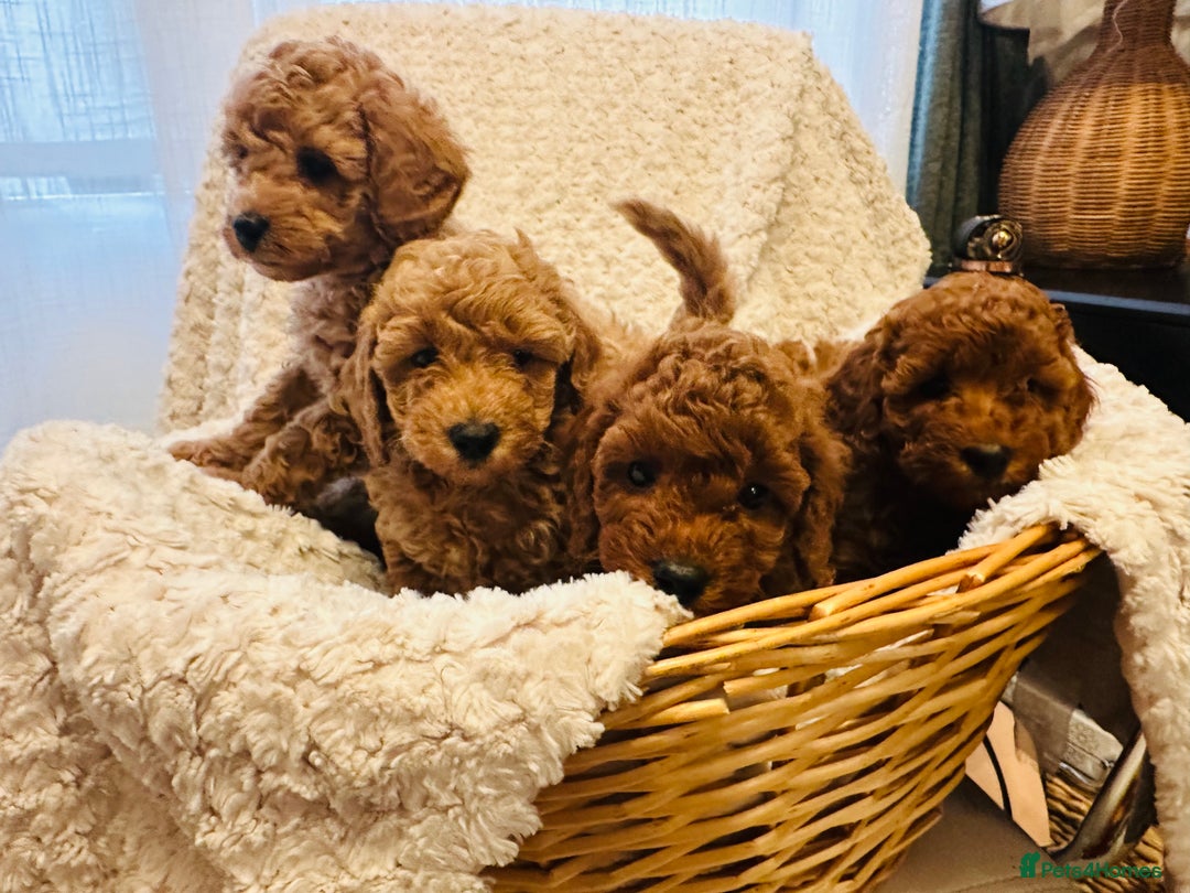 Toy Poodle dogs for sale: 🤎Toy poodles🤎 - Image 24