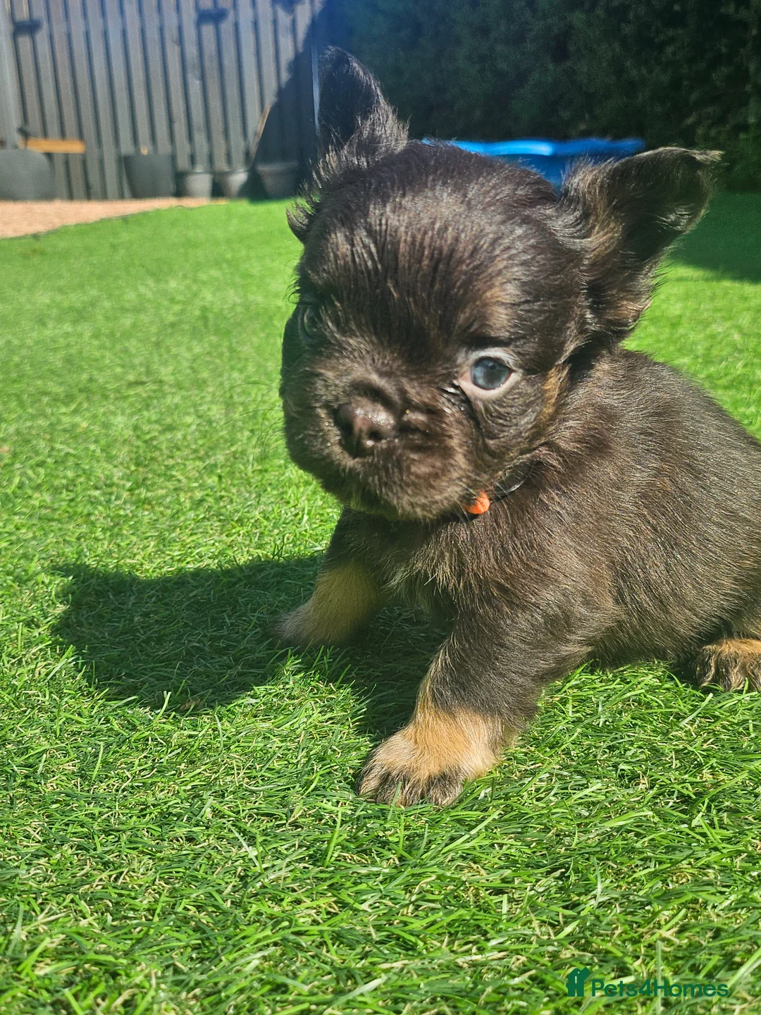 French Bulldog dogs for sale: Fluffy french bulldogs - Advert 17