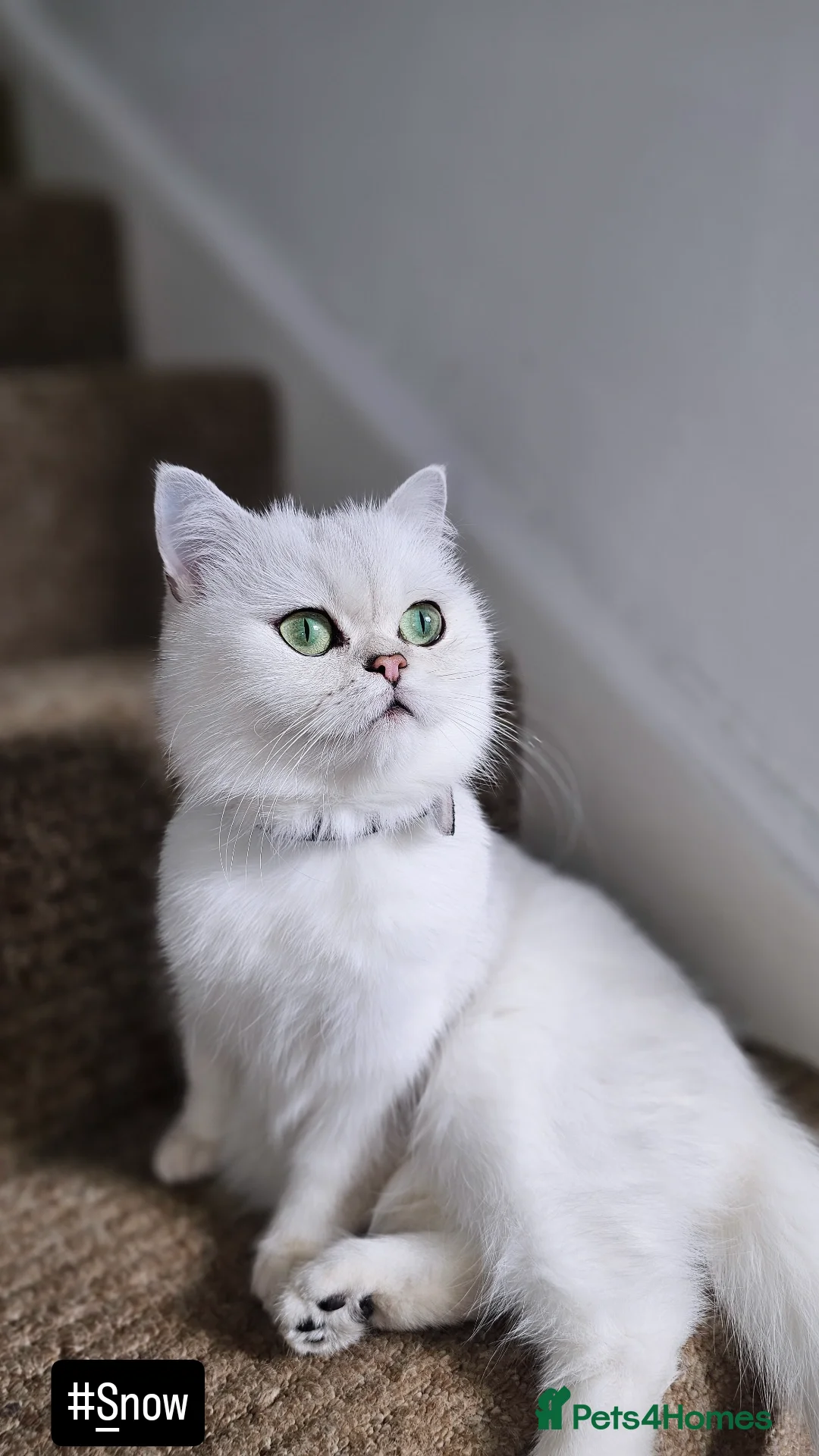 British Shorthair cats Girl british shorthair silver shadded - Advert 3