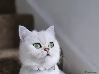 British Shorthair cats Girl british shorthair silver shadded - Advert 2