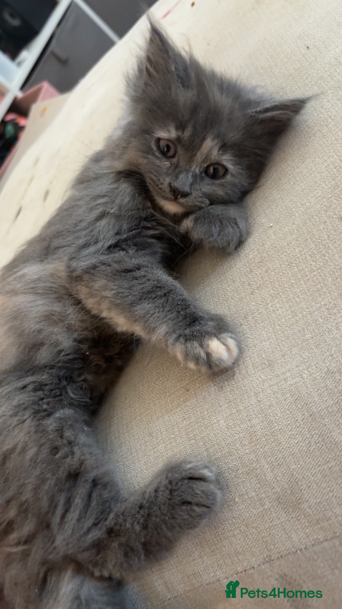 Maine Coon cats 3/4 Maine coon kittens  - Advert 7