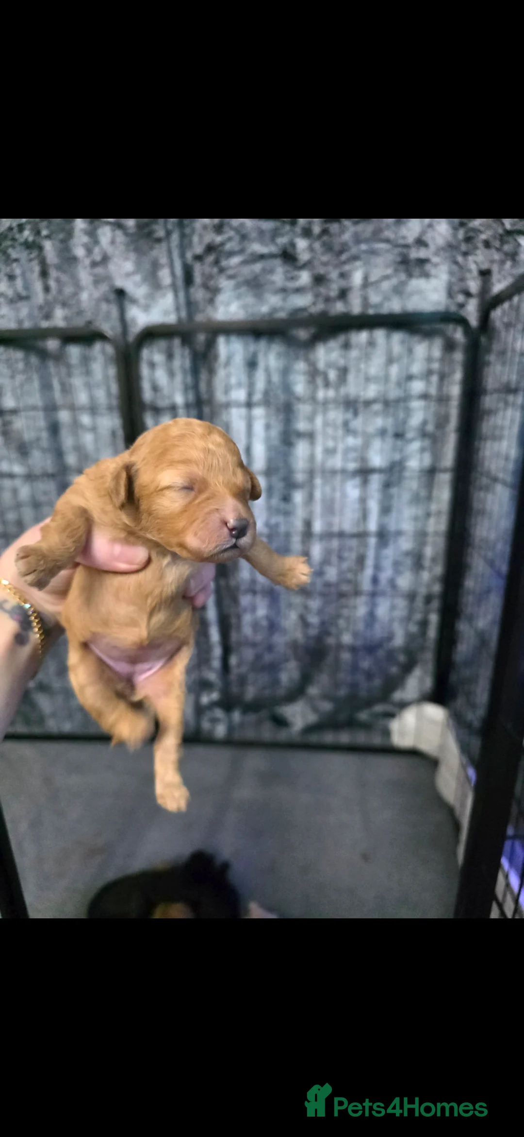 Poochon dogs for sale: Poochon puppies - Advert 6