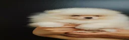 Pomeranian dogs for sale: Stunning WHITE Teddy type KC Pomeranian Boy - Advert 13