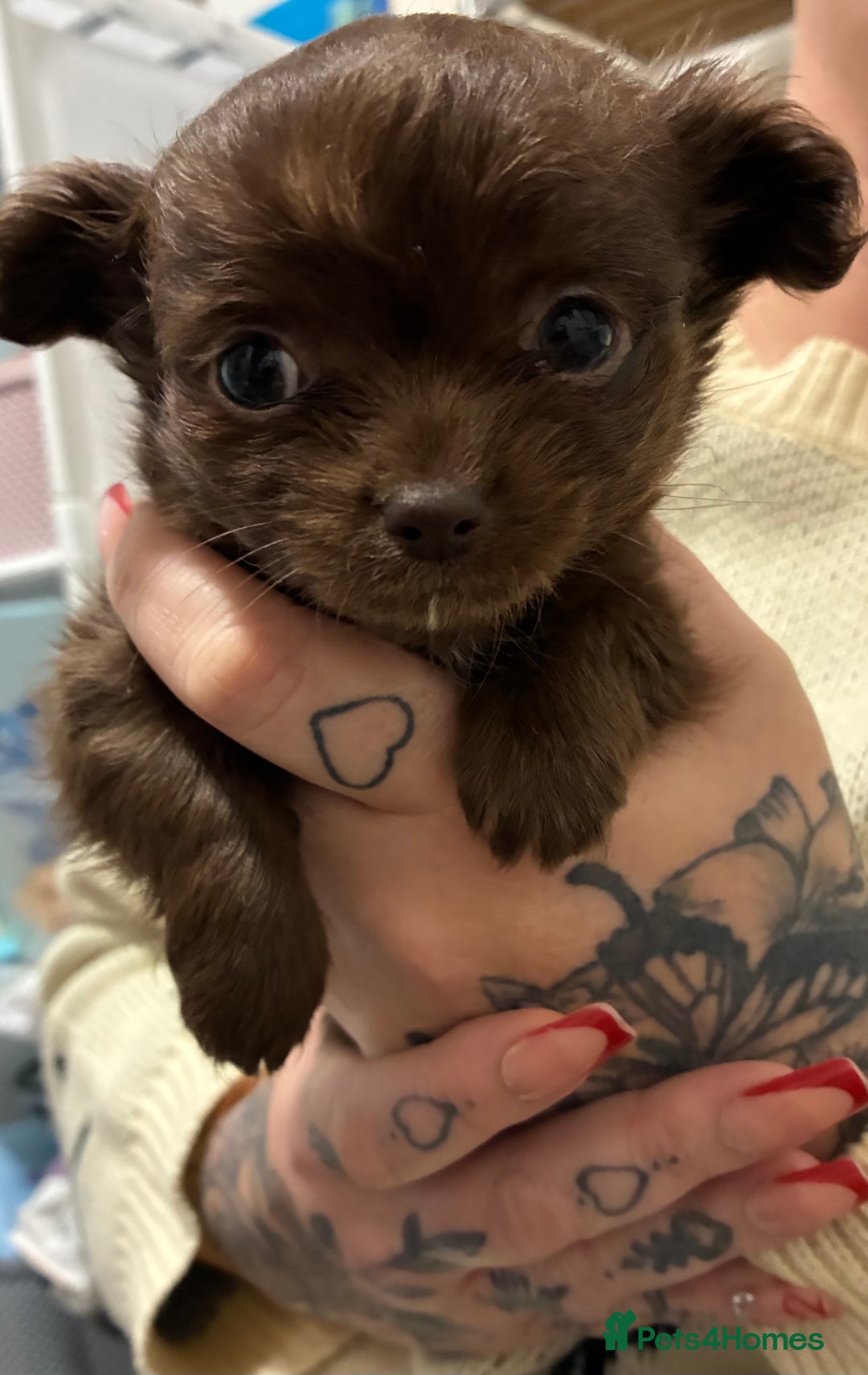 Chihuahua dogs for sale: Chihuahua - Advert 2