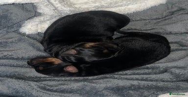 Mixed Breed dogs - Advert 8