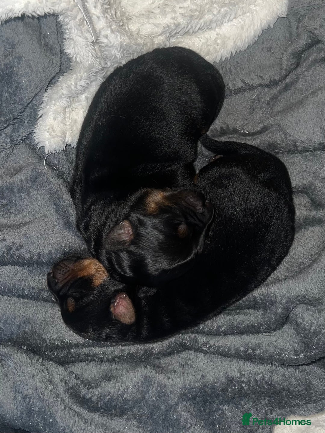 Mixed Breed dogs for sale: Rottweiler x German shepherd male puppies - Image 3