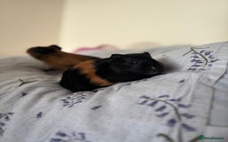 Guinea Pig rodents for sale: Guinea pigs and cages for sale  - Advert 3