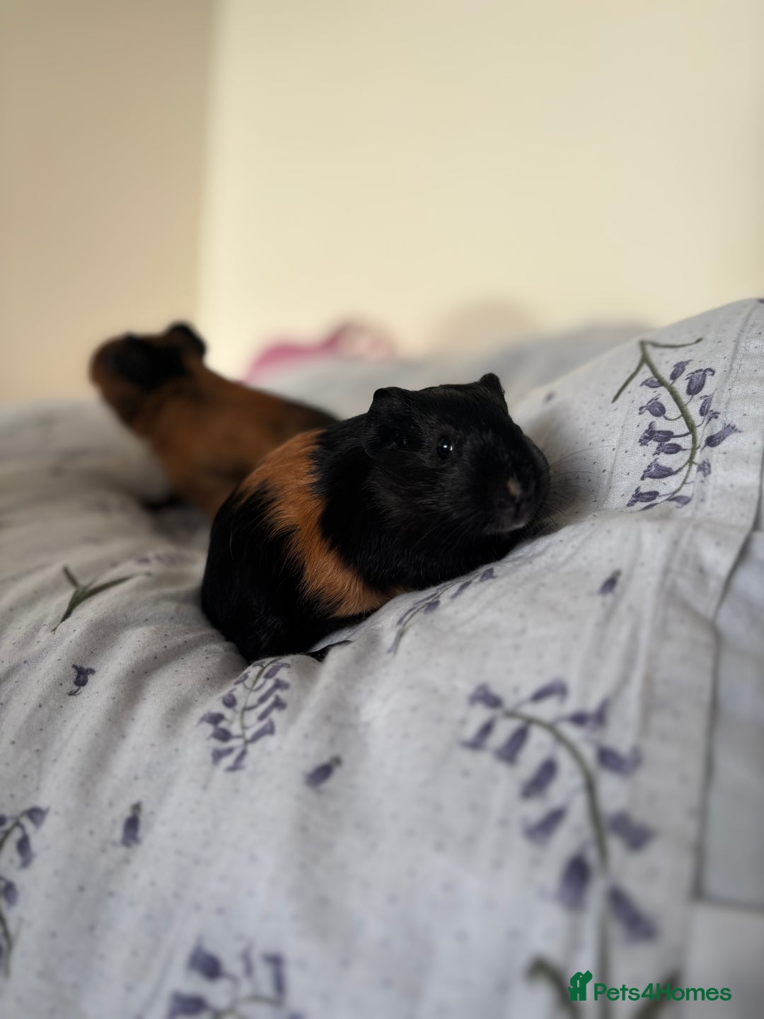 Guinea Pig rodents for sale: Guinea pigs and cages for sale  - Advert 3