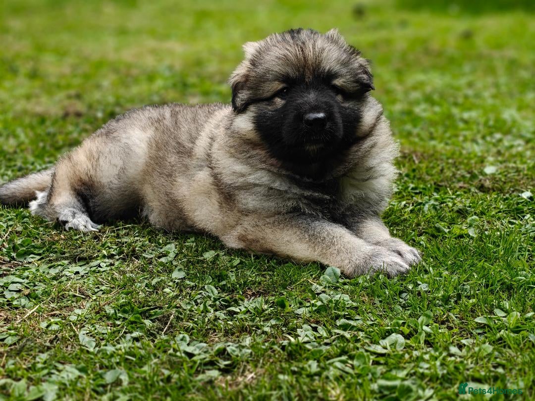 German Shepherd dogs for sale: Long coated litter of GVW GSD pups - Image 7