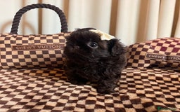 Shih Tzu dogs for sale: Stunning KC chocolate imperial Shihtzu puppies - Image 15