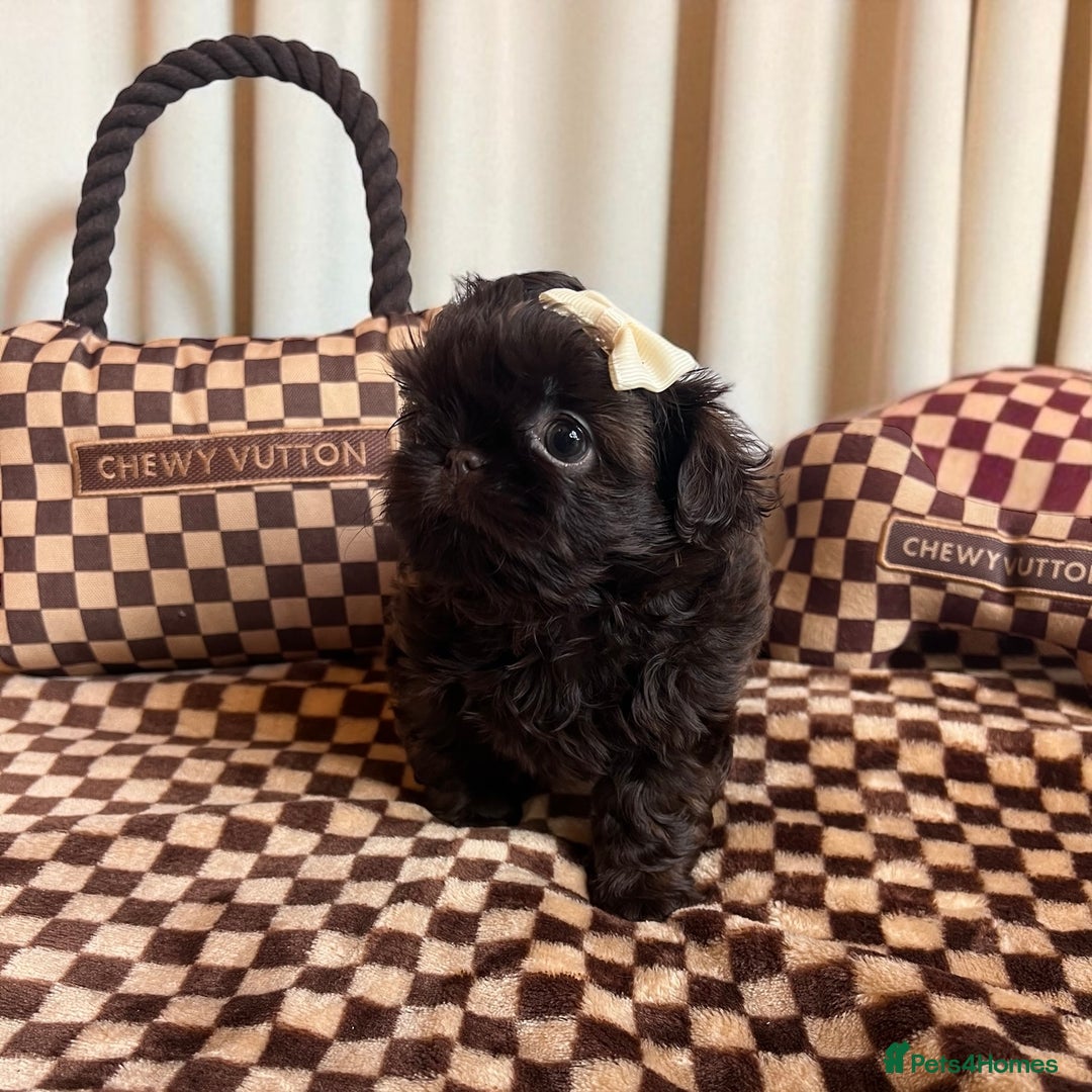 Shih Tzu dogs for sale: Stunning KC chocolate imperial Shihtzu puppies - Image 15
