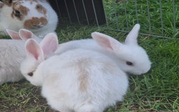 Mini Lop rabbits for sale: Beautiful mini lop cross rex kits  - Image 3