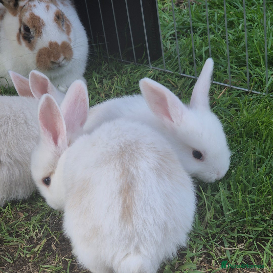 Mini Lop rabbits for sale: Beautiful mini lop cross rex kits  - Image 3