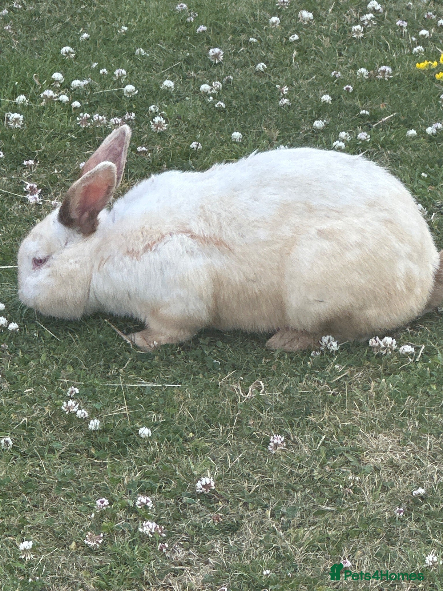 Mixed Breed rabbits 1 Male and 1 Female Rabbit - Advert 1