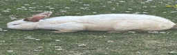 Mixed Breed rabbits for sale: 1 Male and 1 Female Rabbit - Advert 1
