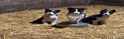 Border Collie dogs for sale: Border Collie puppies for sale - Advert 4