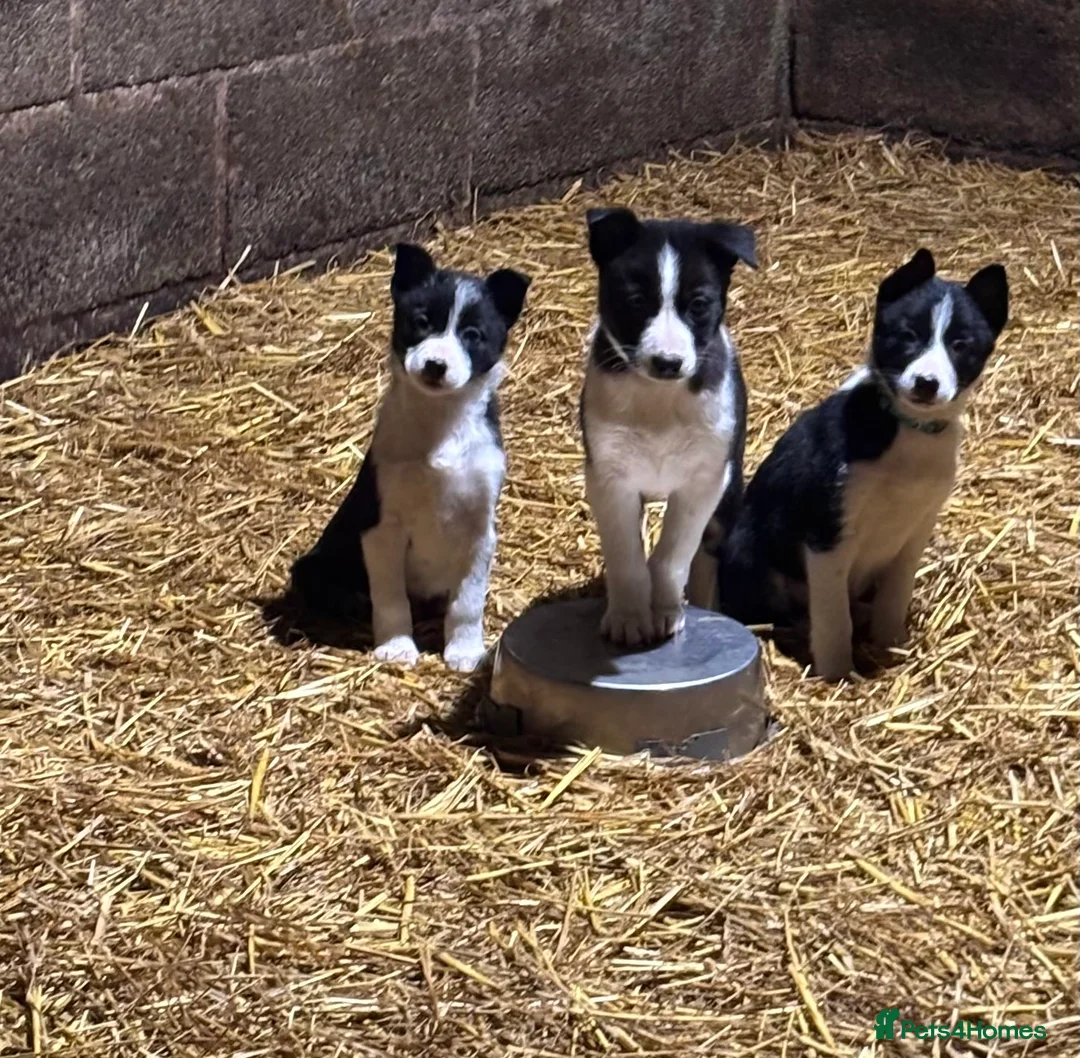 Border Collie dogs for sale: Border Collie puppies for sale - Advert 4
