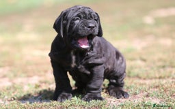 Neapolitan Mastiff dogs for sale: Import Neopolitan mastiff  - Image 1